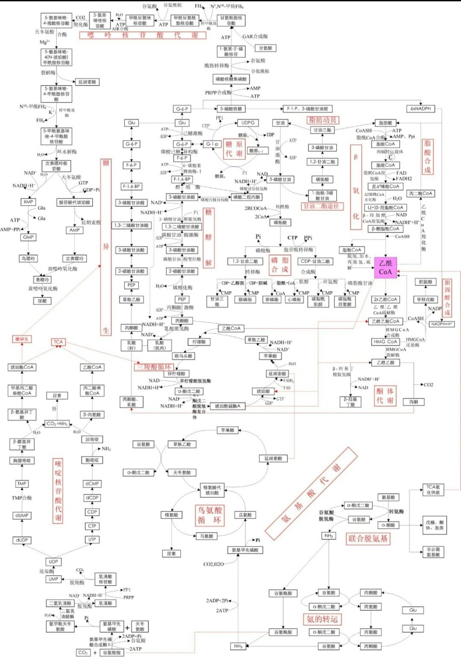 三大营养物质代谢图.jpg_第1页